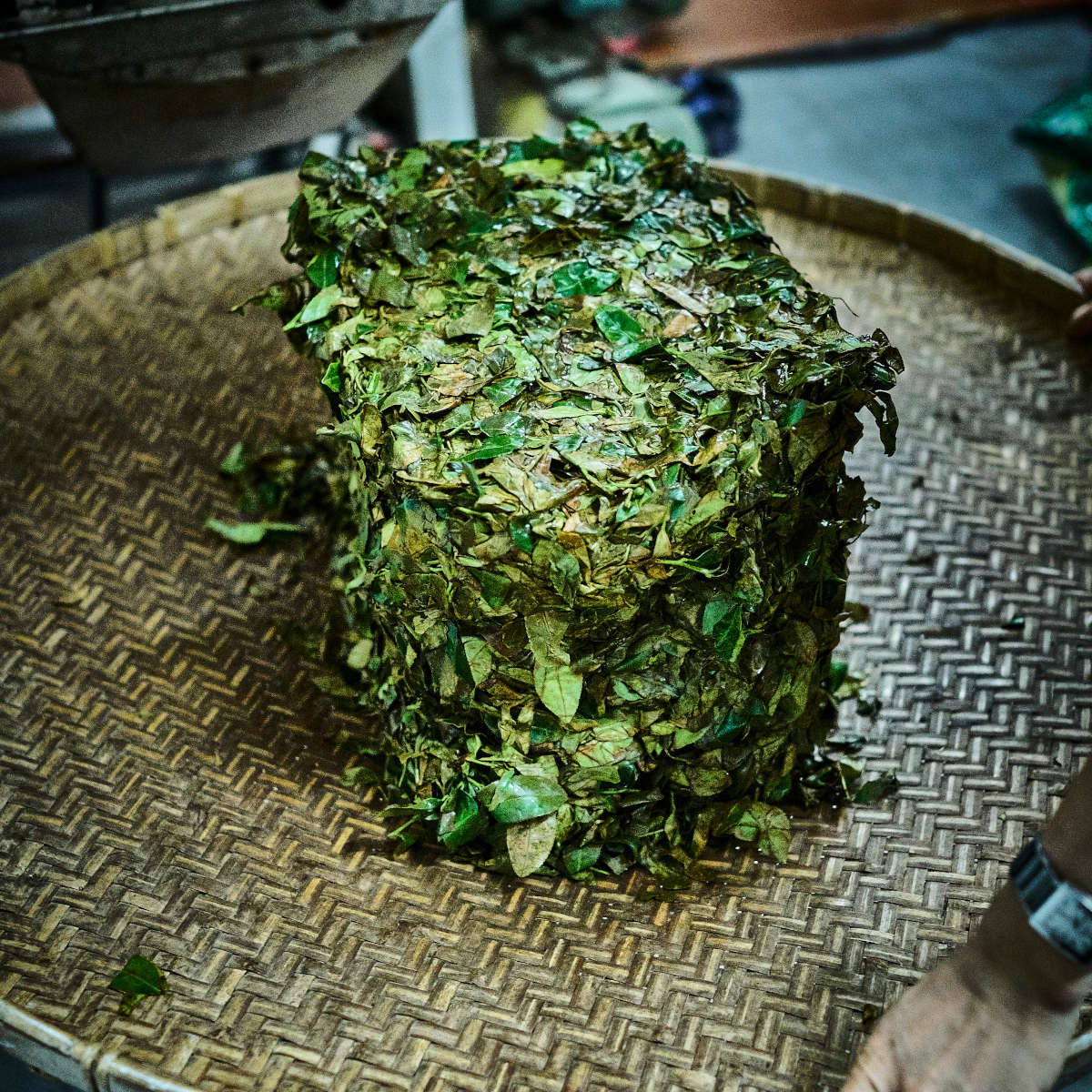 Teefabrik Gaba Oolong