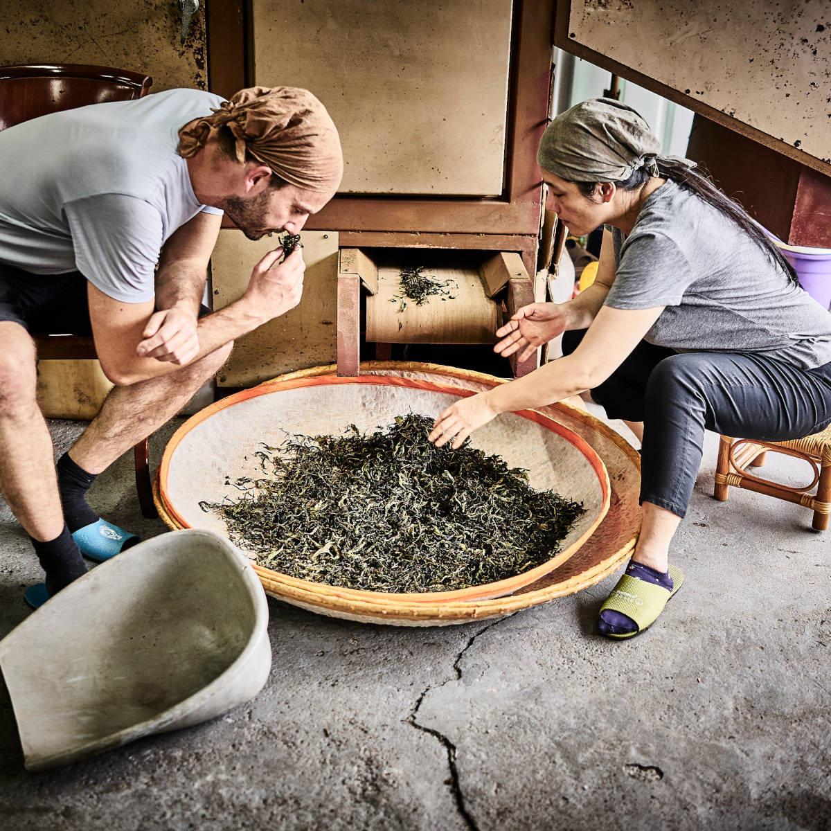 Verarbeitung der Oolong Tees