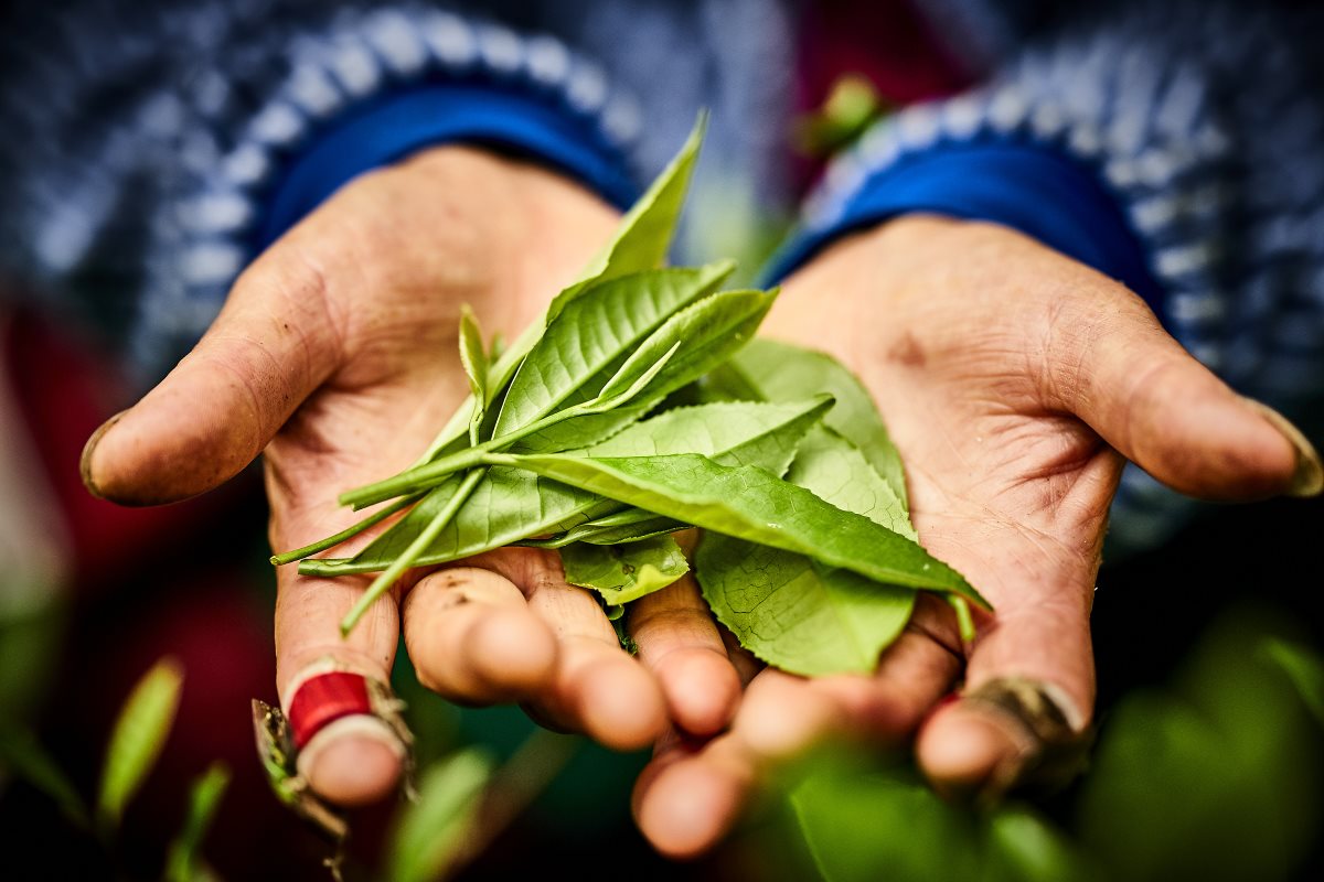 TTES No. 13 Jade Oolong