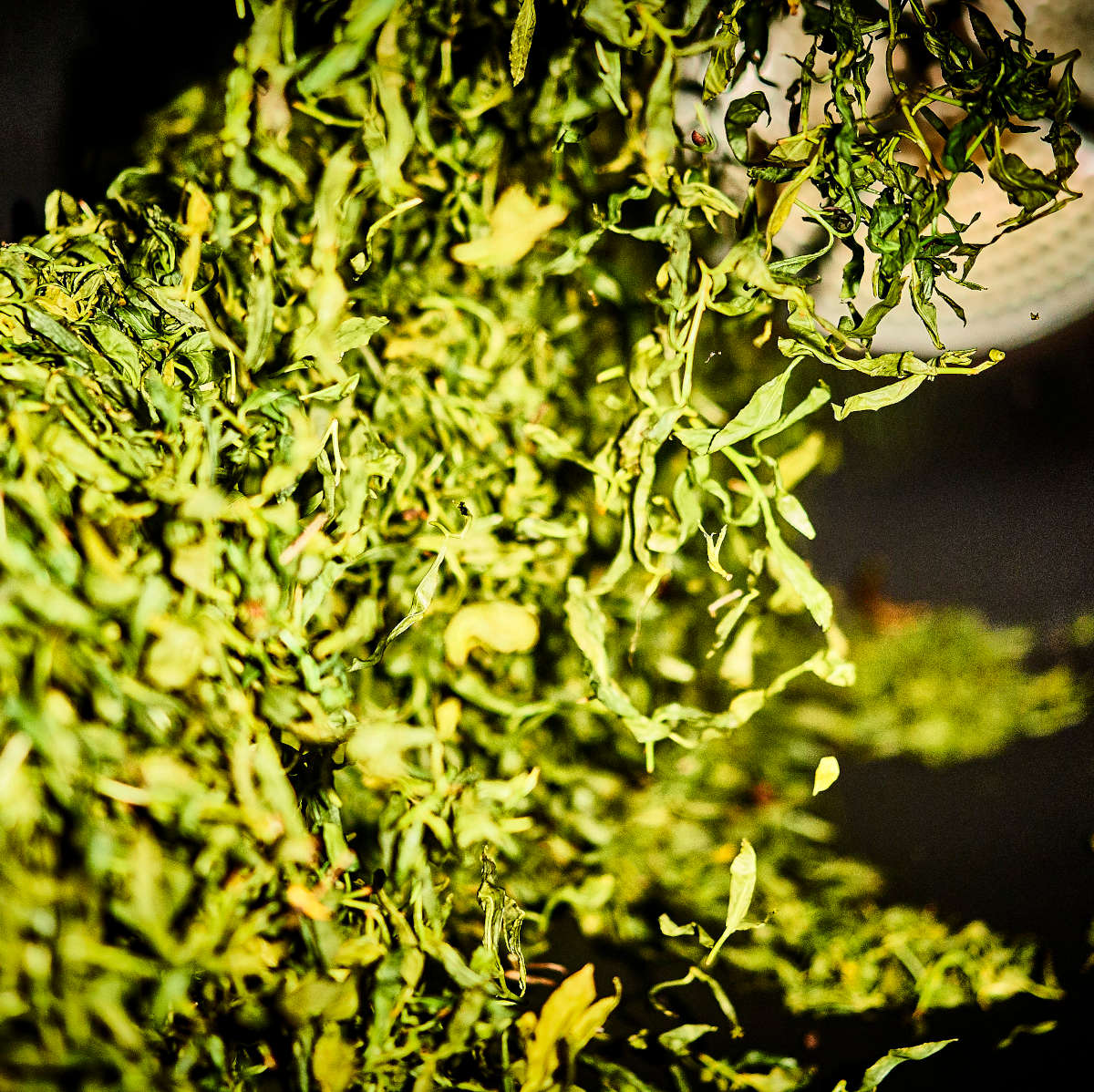 Jade Teeblätter in der Drehtrommel