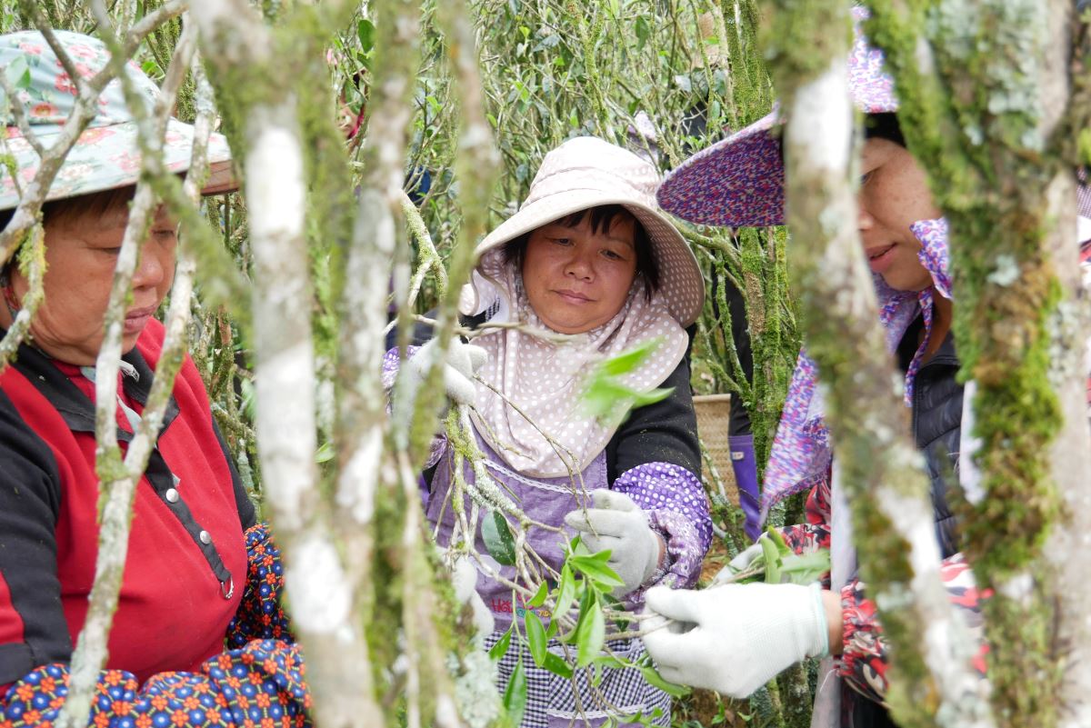 Ernte der Dancong-Teebäume