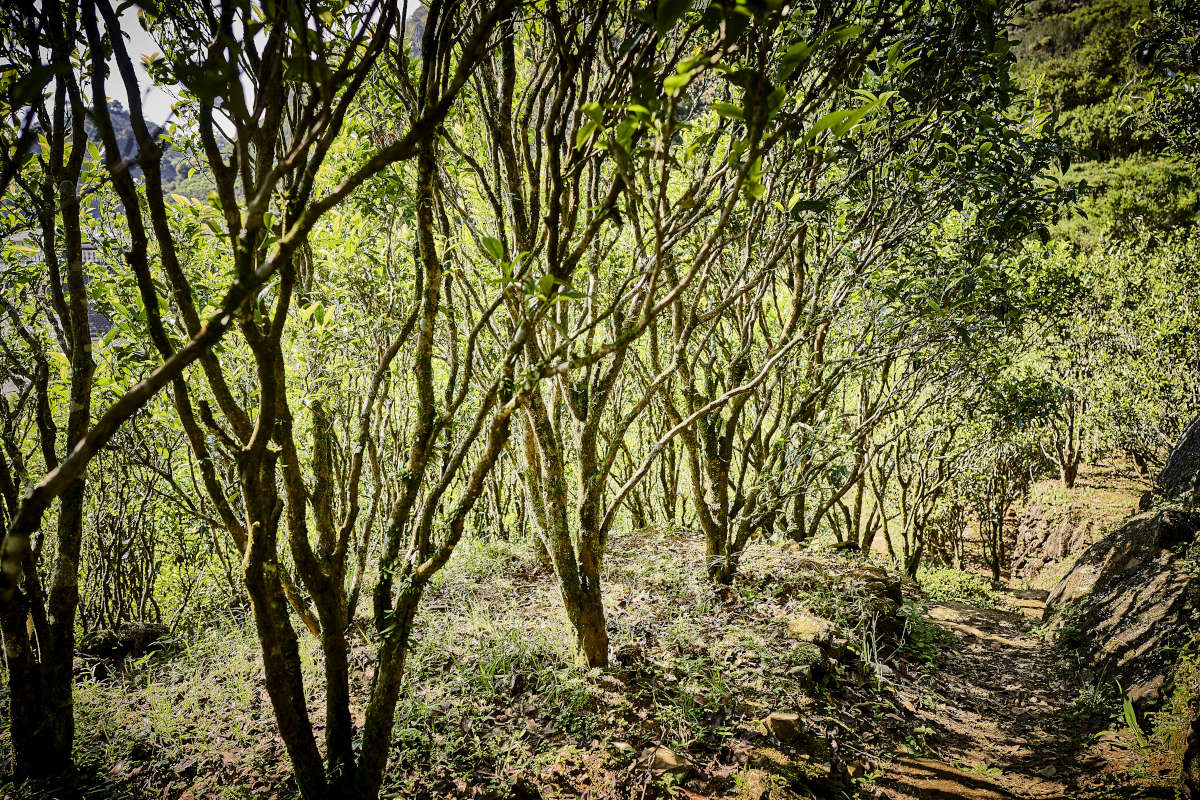 Dancong Teegärten in den Phoenix-Bergen, Guangdong, China