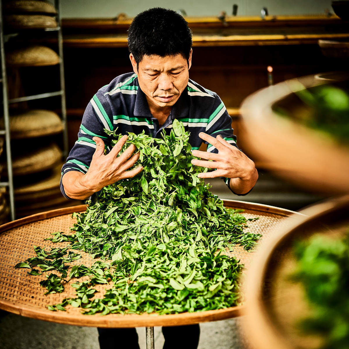 Verarbeitung Dancong-Teeblätter