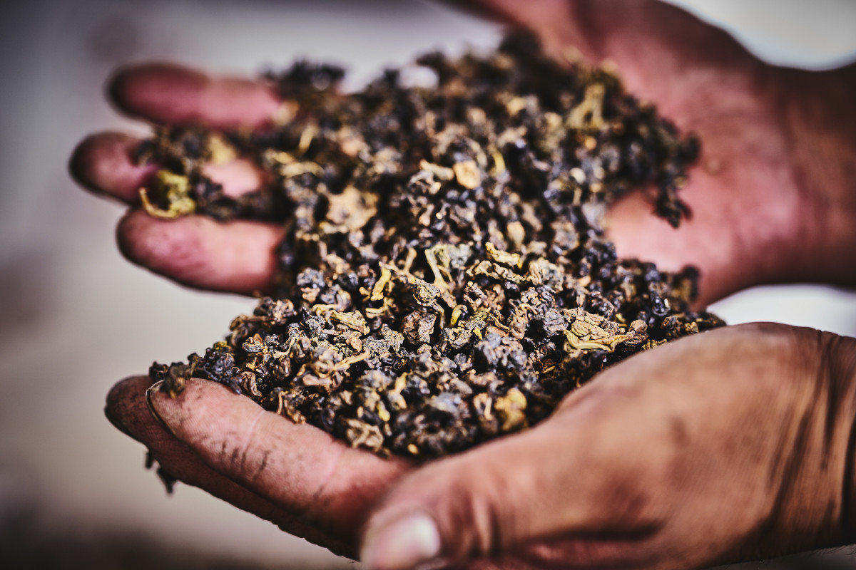 High Mountain Oolong Bio Tee