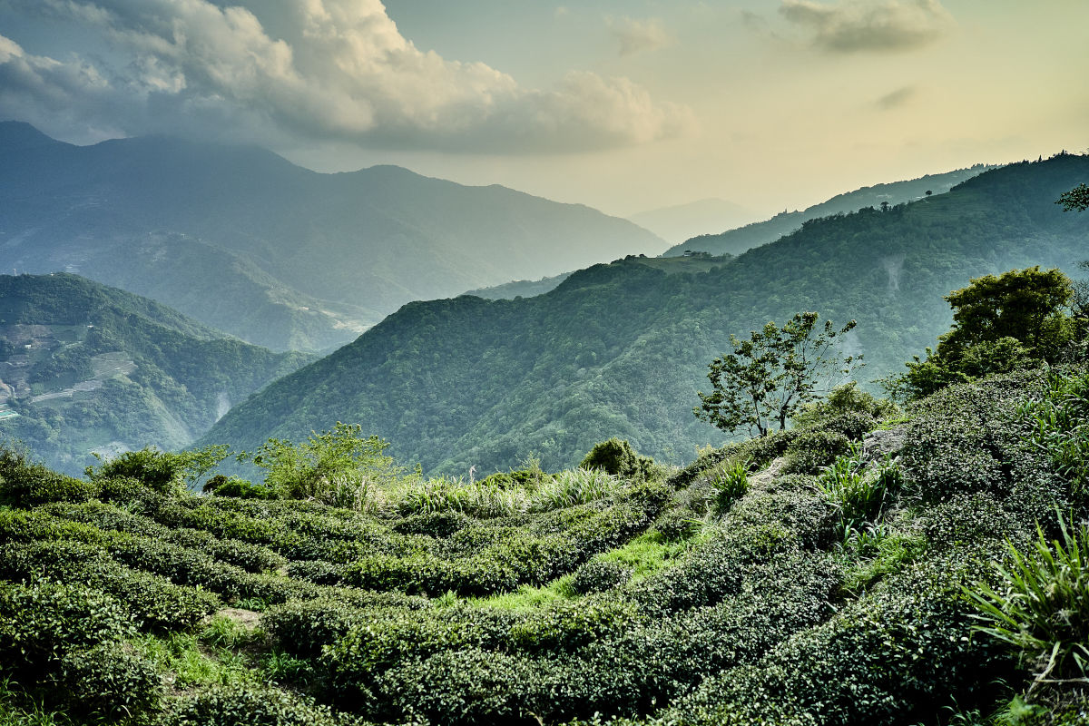 Tee Ernte Oolong per Hand