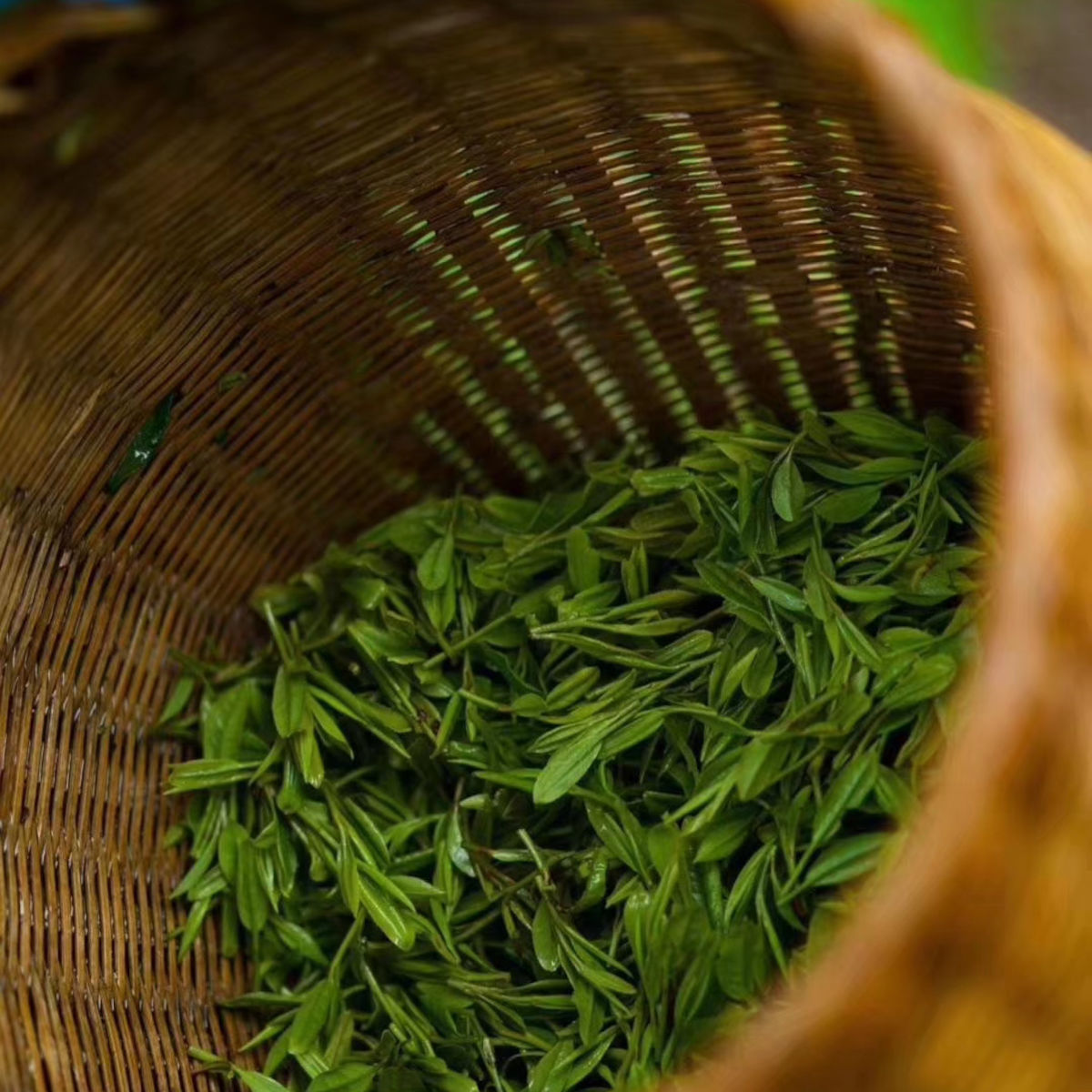 Frisch geerntete Long Jing Teeblätter