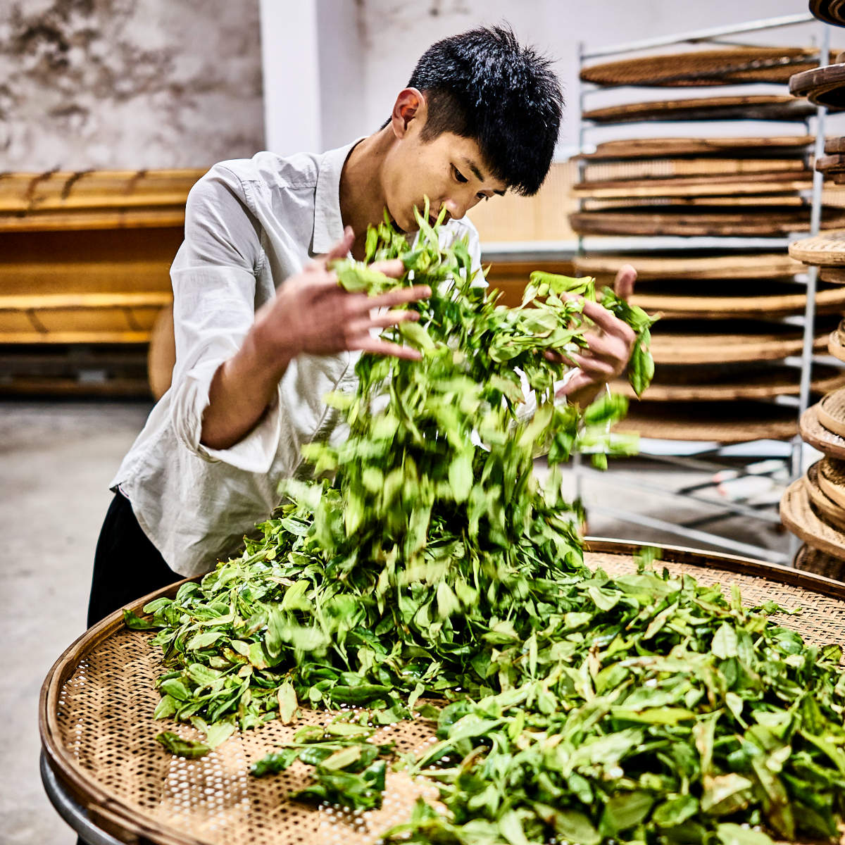 Wenden der Teeblätter am Wudong Shan.