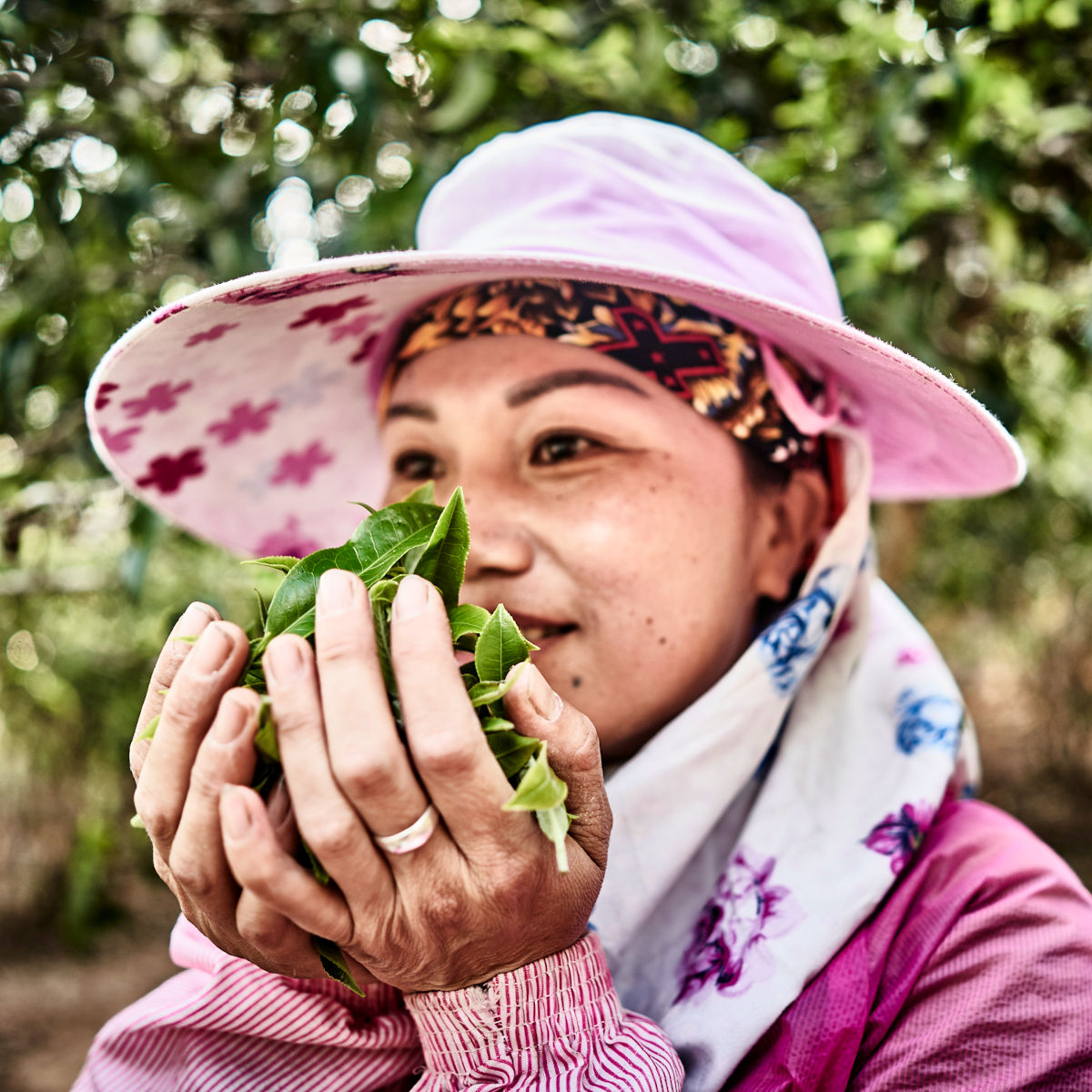 Assamica-Teeblätter vom Bangwai Shan
