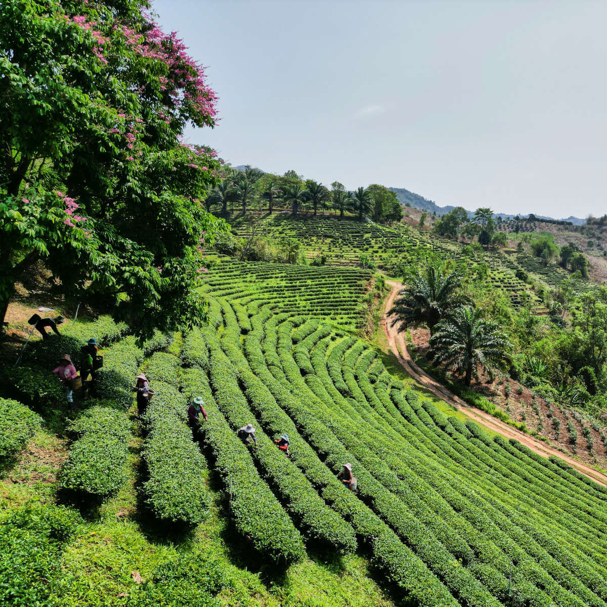 Bio-Teegarten unserer Teefarmerin nördlich von Chiang Rai