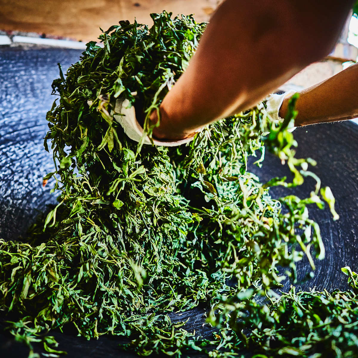 Befeuern der Assamica-Teeblätter