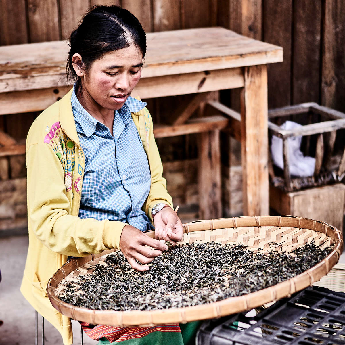 Aussortieren der Haung Pian Teeblätter