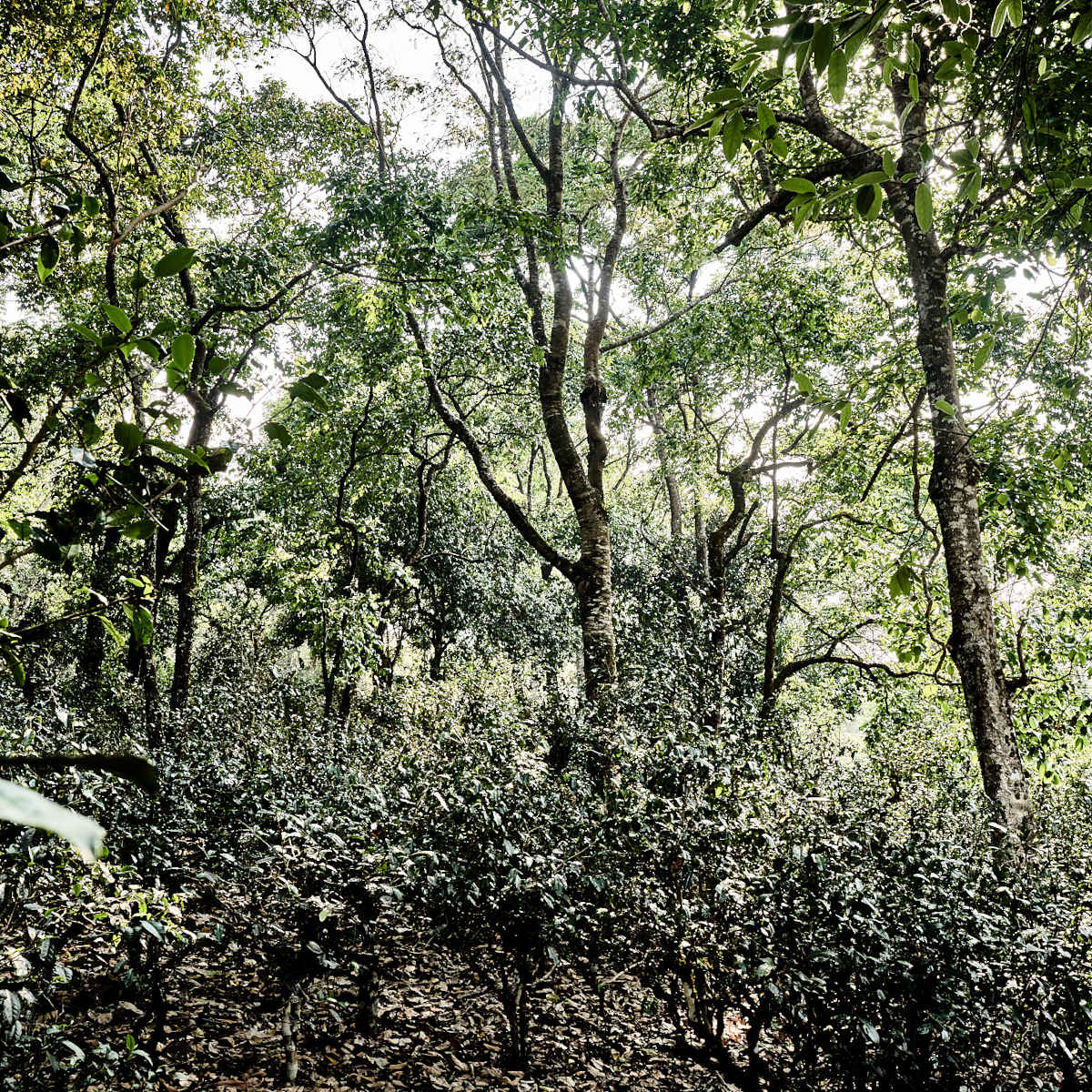 Waldteegärten am Bulang Shan.
