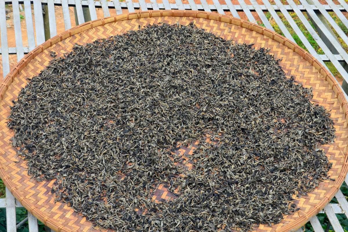 Gushu Pu-Erh Teeblätter