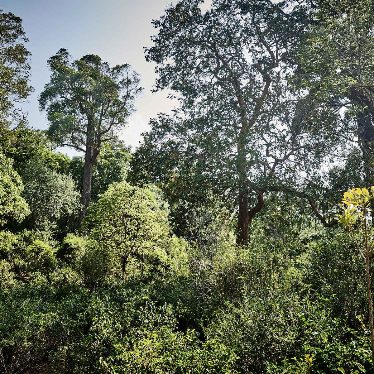 Gushu Teebäume Jingmai