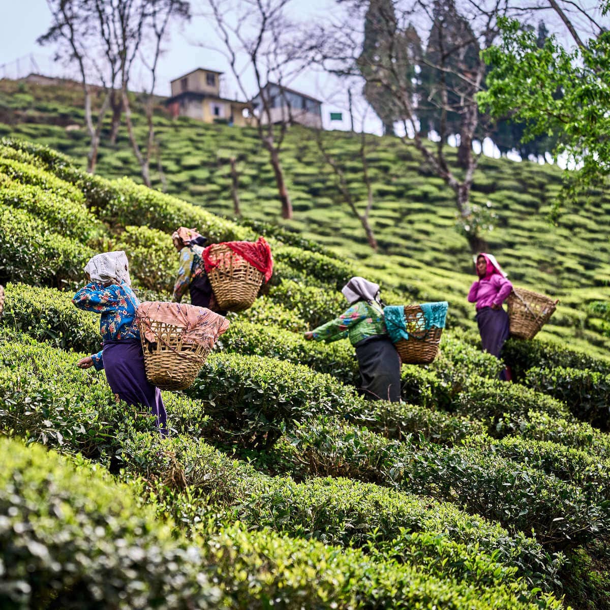 Teepflückerinnen bei der Ernte im Arya Tea Estate