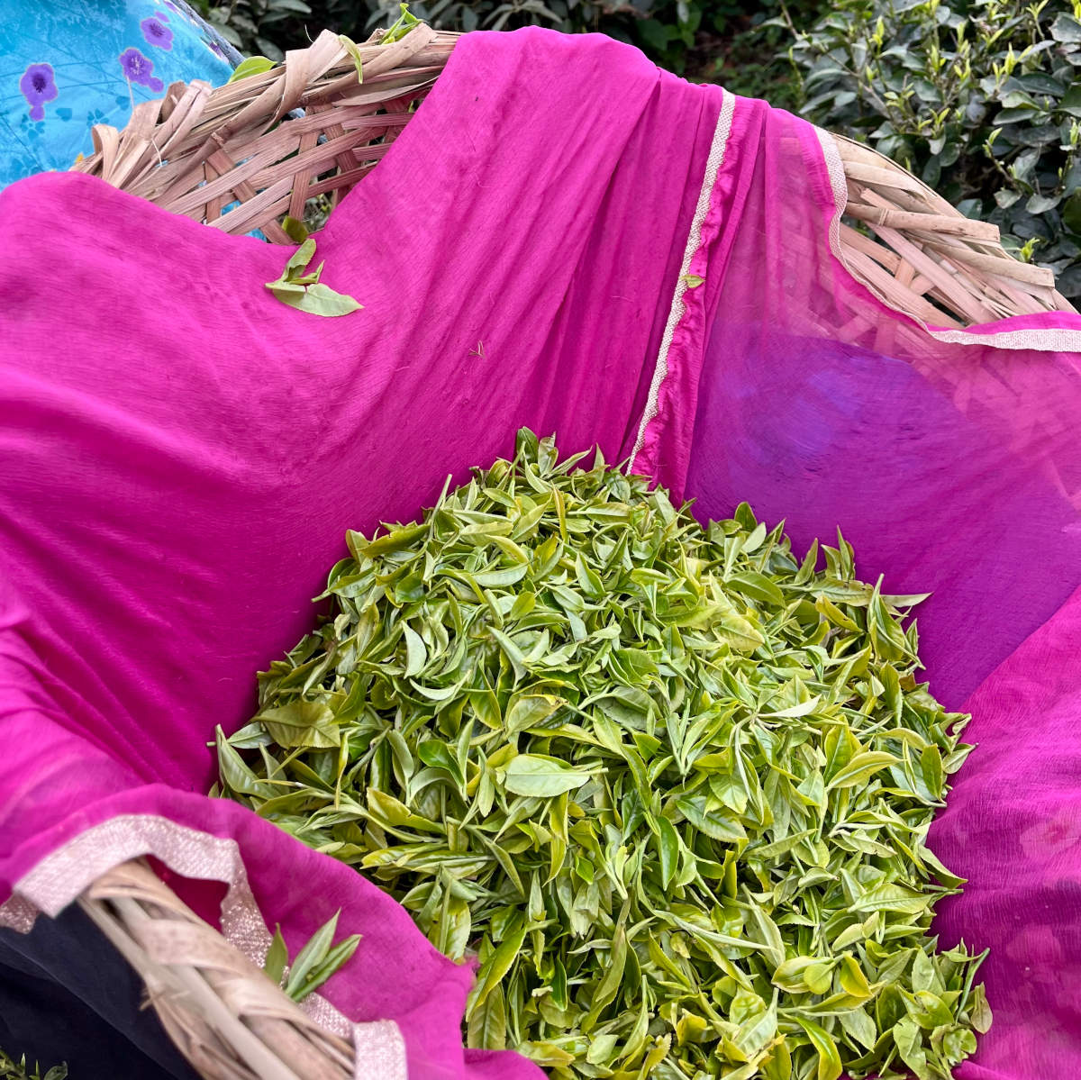 Gopaldhara Tea Estate