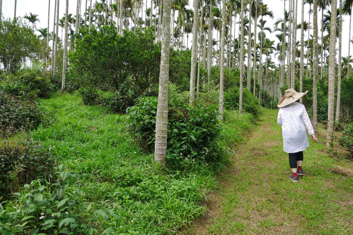 Teegarten mit alten Teebäumen