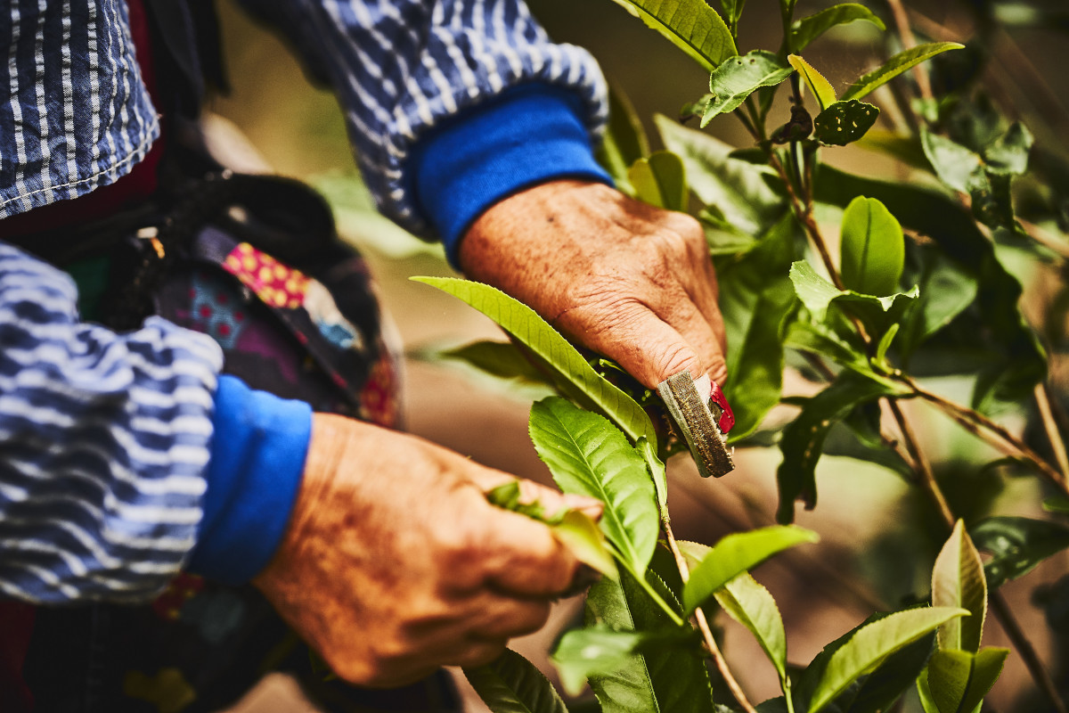 Teeblätter der wilden taiwaneischen Teepflanzen am Sun Moon Lake