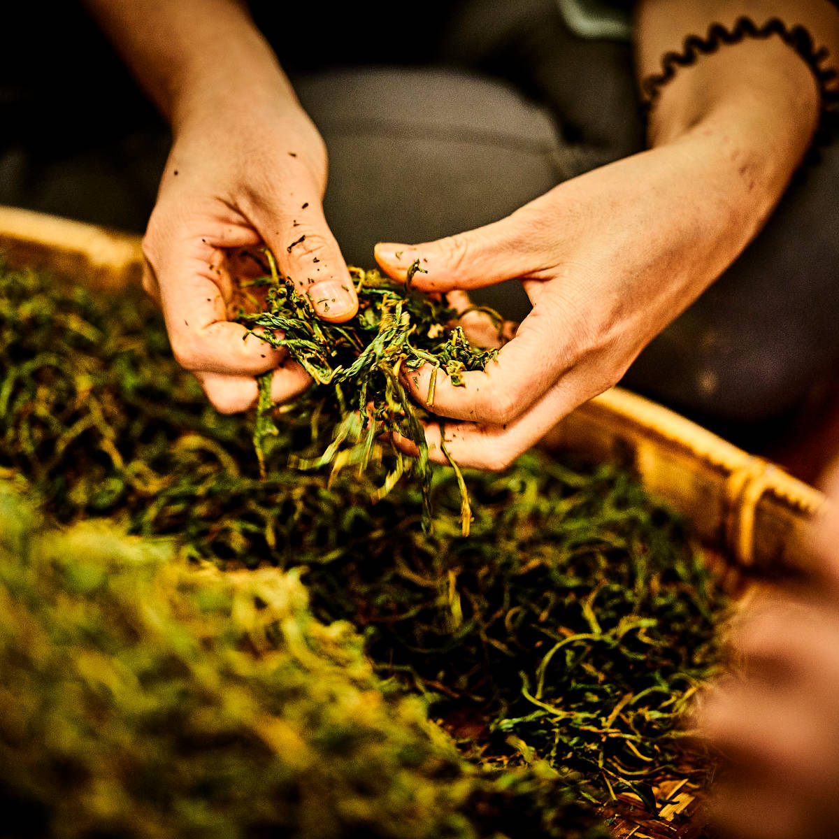 Welken der Ruby-Teeblätter