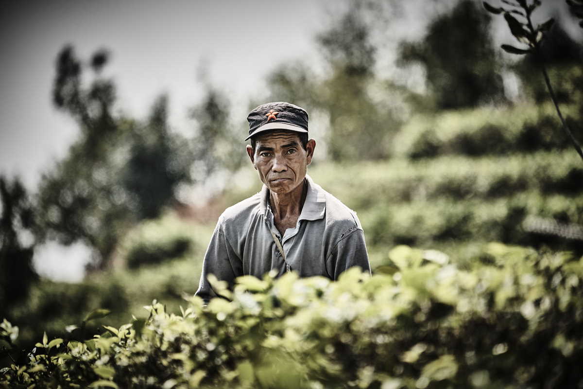 Teepflücker im Teegarten