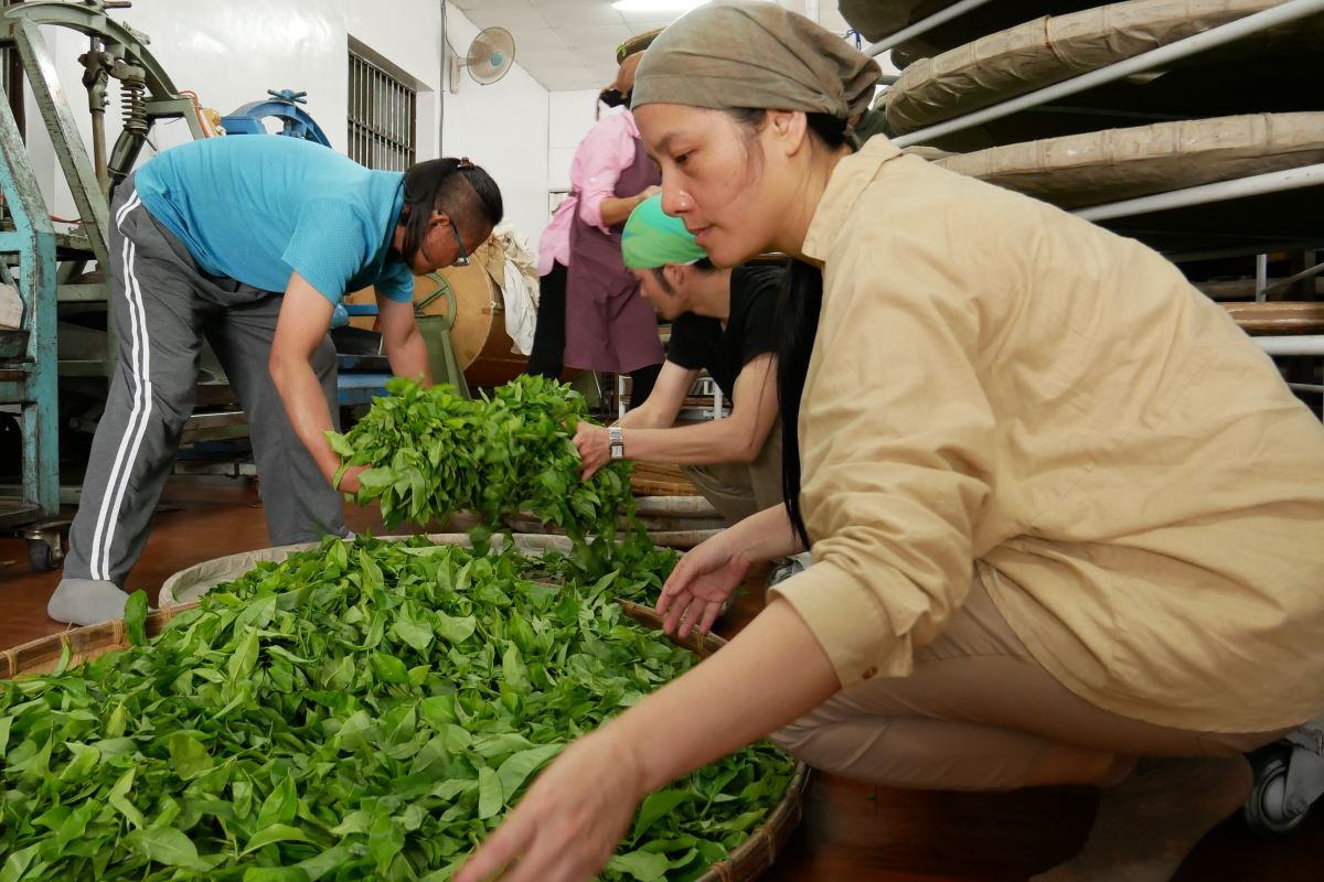 Weisser Tee aus Taiwan