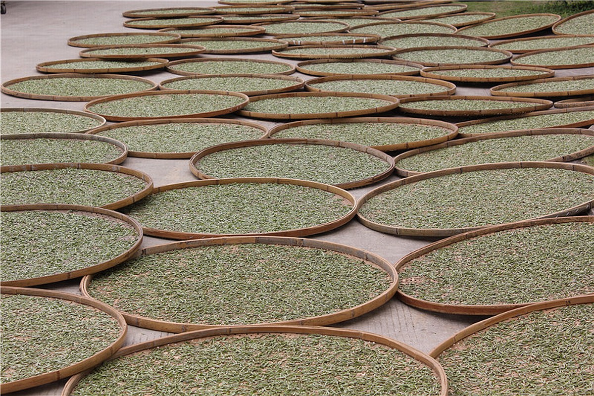 Trocknen Silver Needle Tee